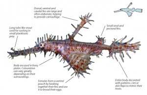 0. ghostpipefish