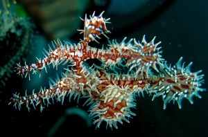 2. 1280px-Ornate_Ghost_Pipefish