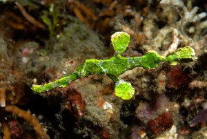 3. HALIMEDA GHOST PIPEFISH