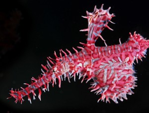 6. ornate_ghost_pipefish