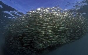 08.sardines-129290092-1680x1050