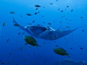 3. Manta-Ray-Cleaning-Station-at-Hin-Daeng-Hin-Muang-680x510