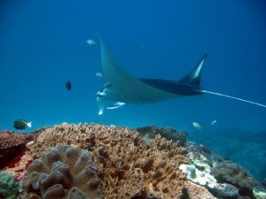 manta-point-nusa-lembongan