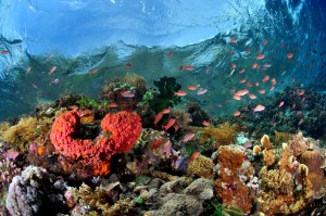 Reef top Pantar