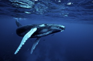 1. Jorobada. humpback_whale