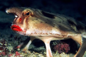 El malhumorado pez murciélago de labios rojos, Ogcocephalus darwini 3