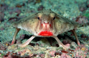 El malhumorado pez murciélago de labios rojos, Ogcocephalus darwini