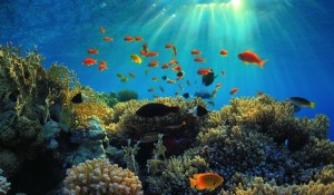 reef_fish_red_sea