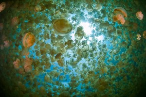 Im unter Tauchern weltberühmte Jellyfish Lake auf den Rock Islands in Palau tummeln sich Millionen von Quallen