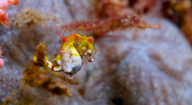 Z. LEMBEH (SULAWESI NORTE) CON «LEMBEH RESORT DIVE SPA & CRITTERS LEMBEH RESORT»